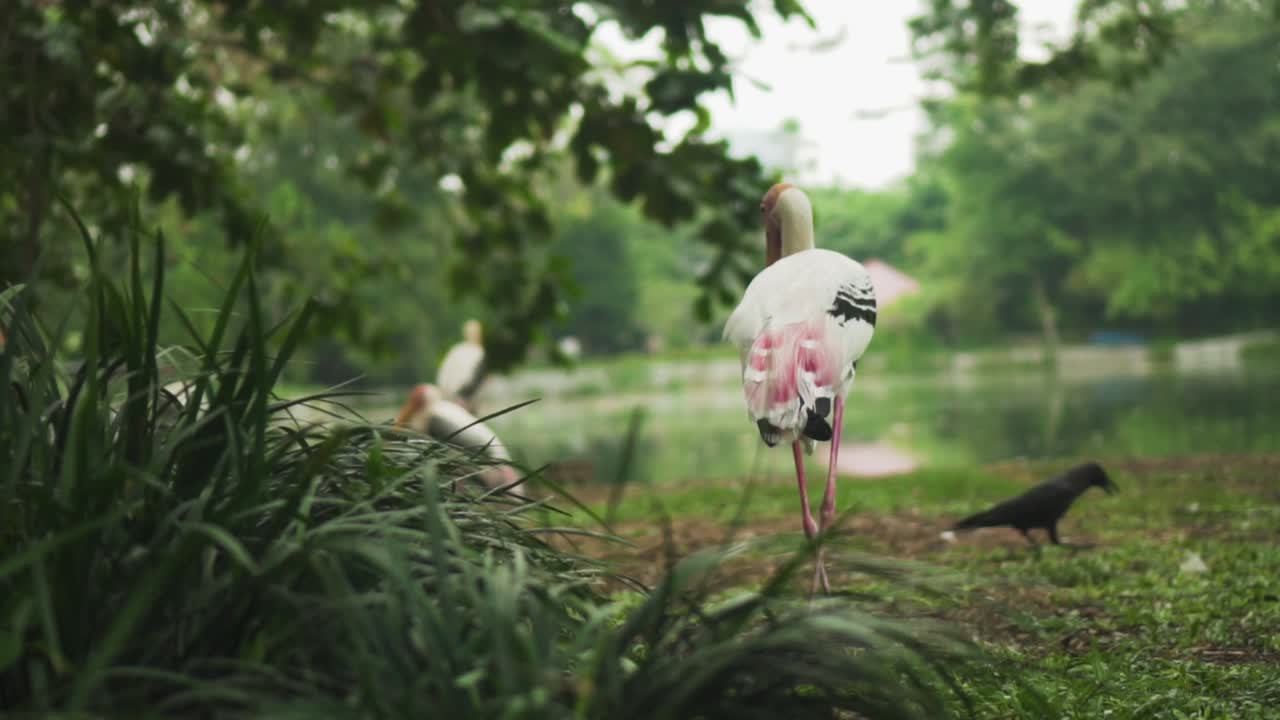 느린 동작으로 검은 새와 함께 공원에서 호수 옆을 걷는 페인트 황새