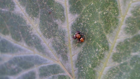 Close-up-of-a-tiny-jumping-spider-on-a-pumpkin-leaf-on-a-windy-day