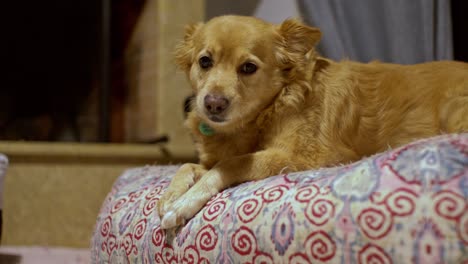 Perro-Kokoni-Griego-De-Raza-Mediana,-Descansa-Sobre-Un-Puf-Relleno-De-Tela-En-Casa