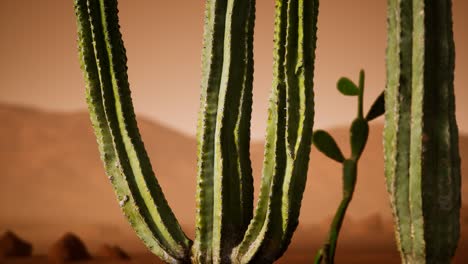 Atardecer-En-El-Desierto-De-Arizona-Con-Cactus-Saguaro-Gigante