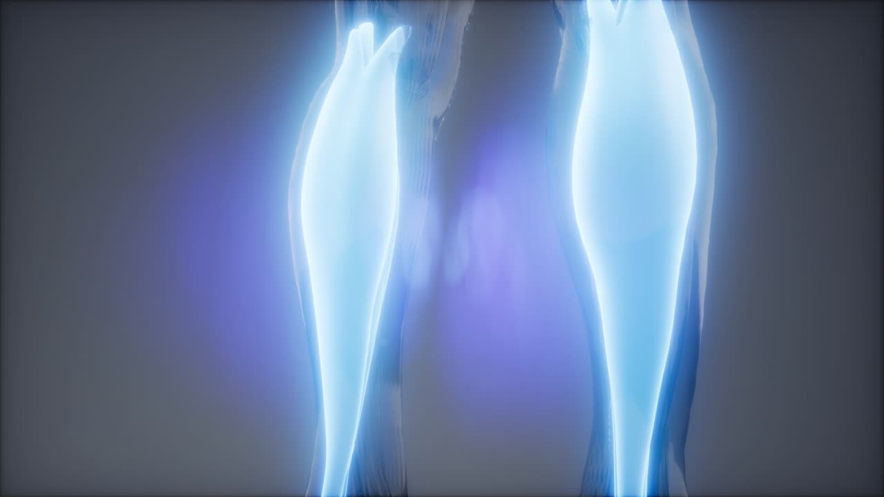 gastrocnemius- 눈에 보이는 근육 해부학 지도