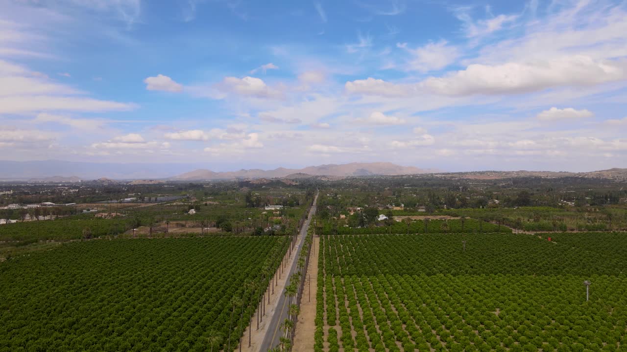 Drone shot beside Palm Trees with Citrus below and on the sides in Riverside, California