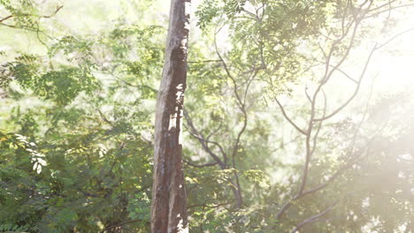 misty-rainforest-and-bright-sun-beams-through-trees-branches