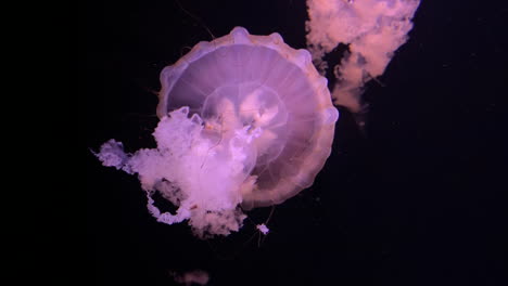 chrysaora hysoscella, compass jellyfish motion under the water