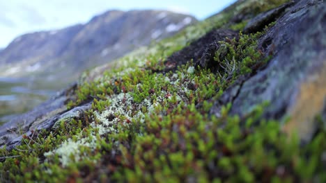 la tundra ártica, la hermosa naturaleza, el paisaje natural de noruega.