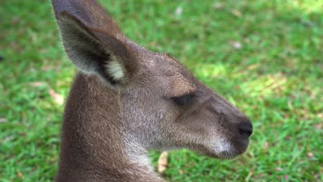 Extreme-close-up-head-shot-of-a-eastern-grey-kangaroo,-macropus-giganteus-resting-on-the-open-plain,-Australian-native-wildlife-species