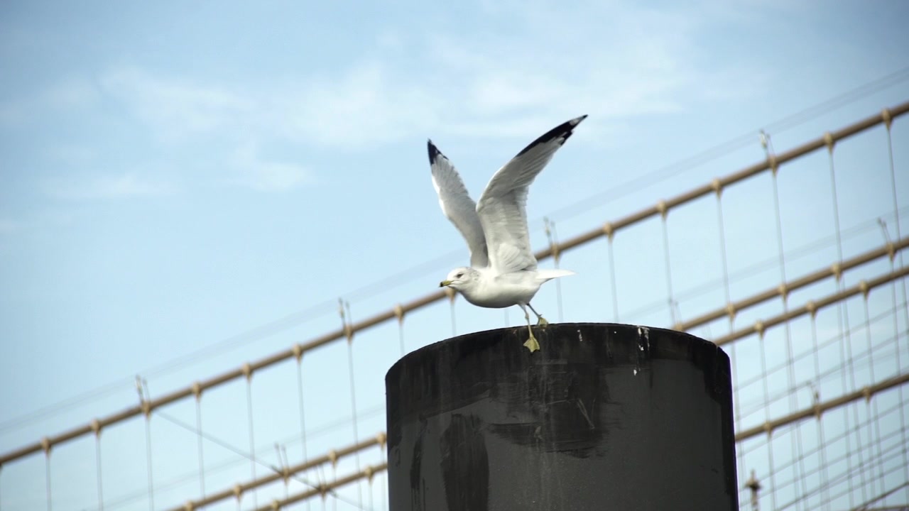 Gabbiano al Brooklyn Bridge Park.