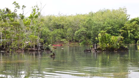 kayakers navigate clear canal amidst lush greenery