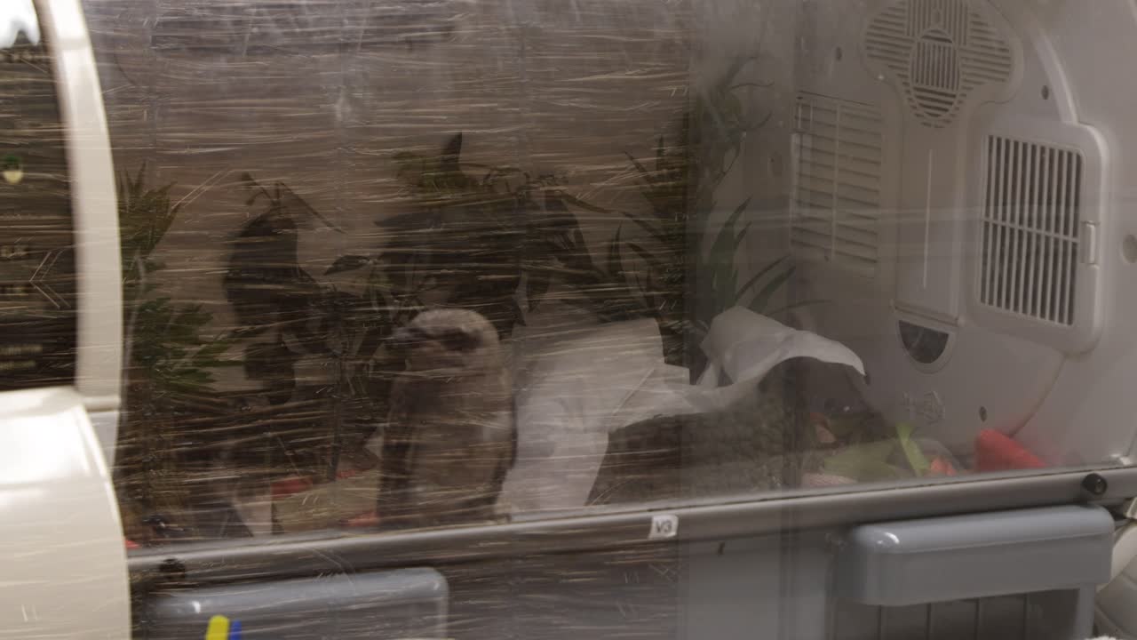 여러 마리의 새들이 먹이를 먹고 동굴 안으로 이동하고 있습니다.