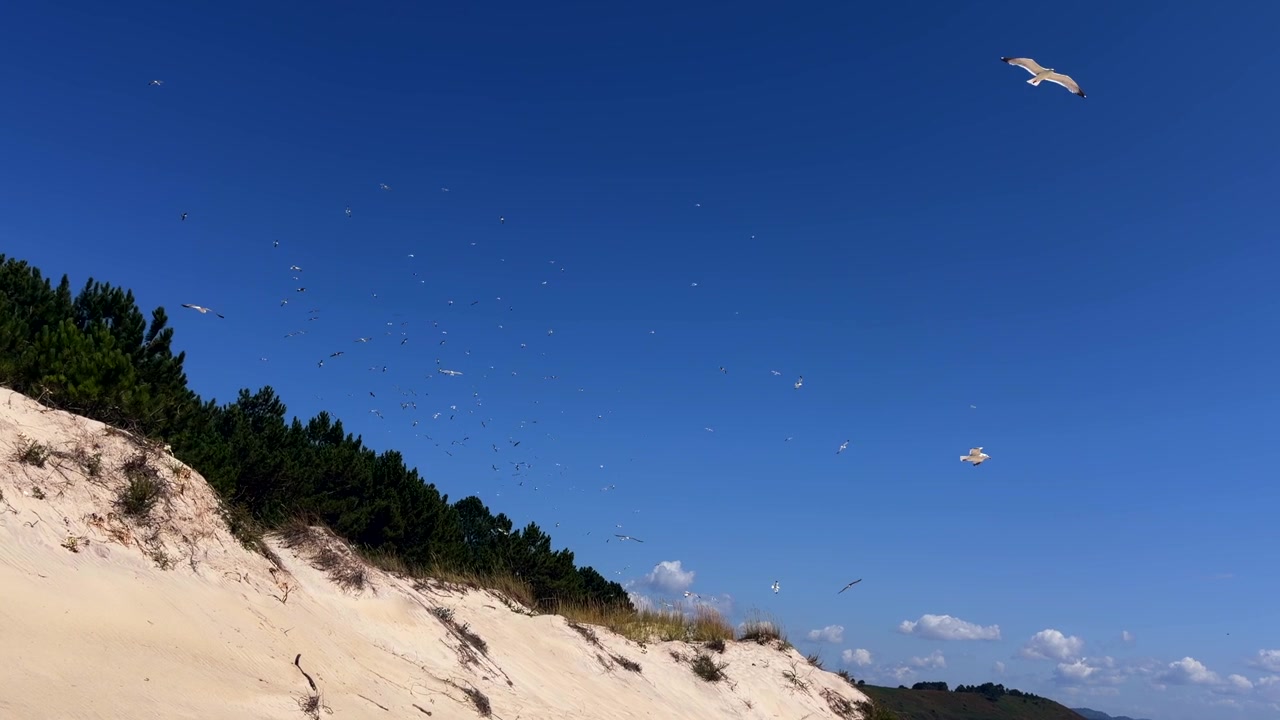 Gabbiano che vola sopra un pendio di duna di sabbia orlato di pini sotto un cielo estivo di un blu intenso.