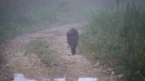 Ein-Wildschwein,-Das-Im-Nebel-Und-Licht-Des-Frühen-Morgens-Auf-Einer-Unbefestigten-Straße-Spazieren-Geht