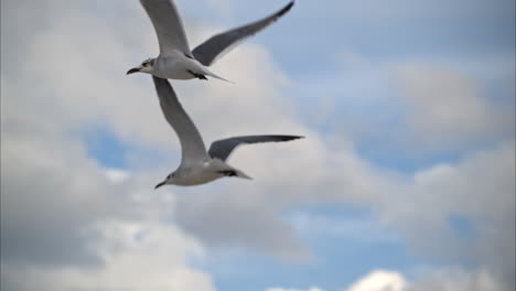 movimiento lento de una hermosa gaviota volando cerca de la costa de la riviera maya en méxico en un día parcialmente nublado