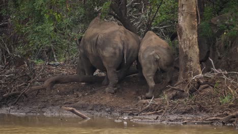 mother rhino with ankle monitor and her large calf walk by muddy pond