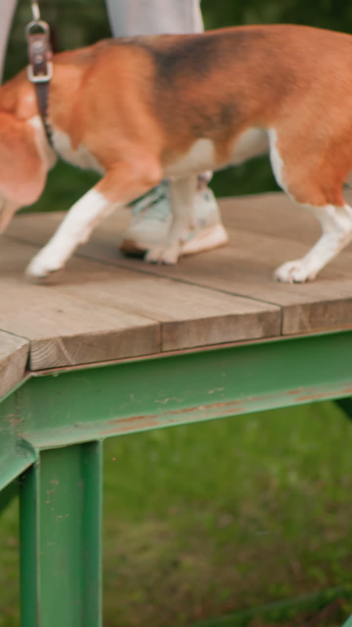 Primo piano di un'anziana donna caucasica che guida un beagle su una tavola con un guinzaglio stabile, primi piani sulle zampe e sulle scarpe da ginnastica, addestratrice amatoriale che pratica esercizi di agilità su una rampa con struttura in metallo, ambientazione in un parco erboso, determinata e concentrata