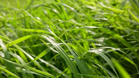 macro of green grass field in the wind