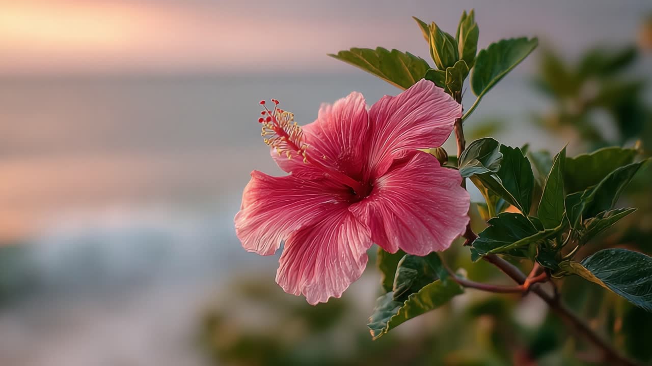 Uno Splendido Fiore di Ibisco in Fiore In Riva al Mare al Tramonto, Che Mostra i Suoi Vivaci Petali Rosa su uno Sfondo Oceanico Sereno