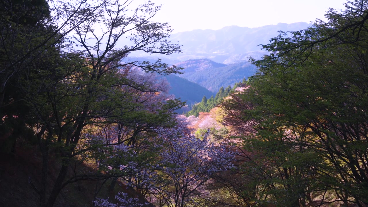 Japonya, Yoshino Dağı, Sakura ile Kaplı, Vadiye Nazır.