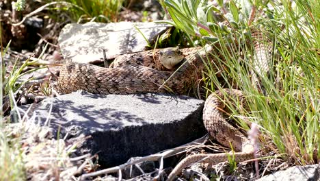 el peligro de la serpiente 4k