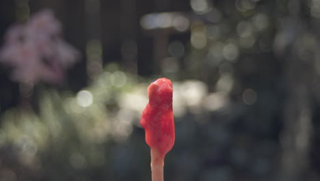 Time lapse closeup of an ice pop melting