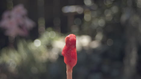 time lapse closeup of an ice pop melting