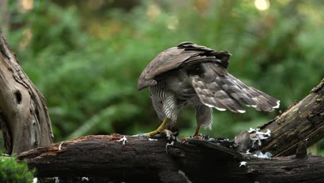 a goshawk on a branch feasting on its catch