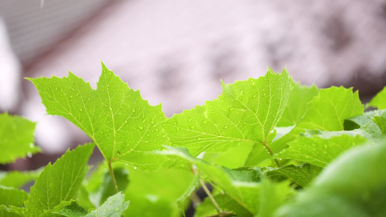 잎 표면에 물방울