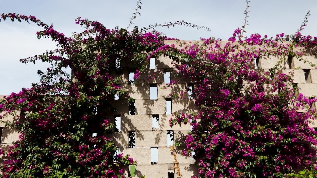 Fiori viola che crescono intorno a un muro di mattoni durante una giornata di sole