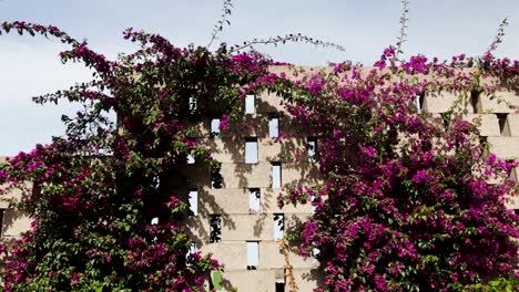 purple flowers growing around the brick wall during a sunny day