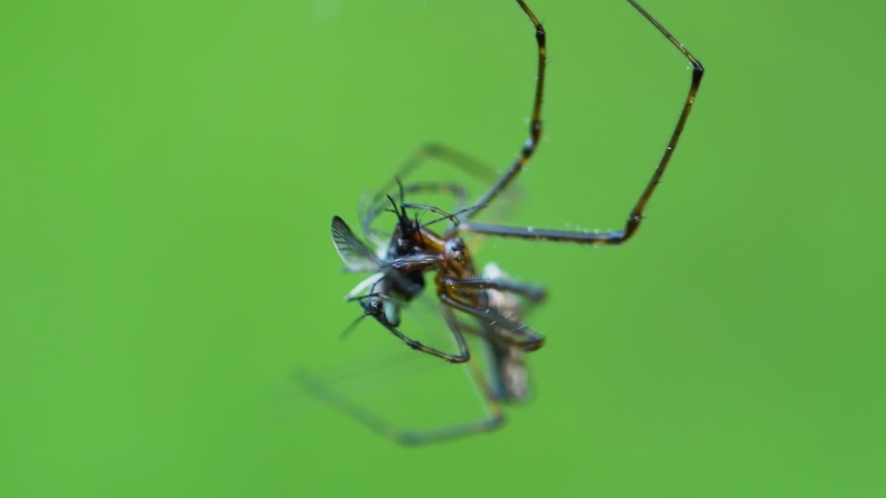 macro primer plano de araña colorida envolviendo presas de mosquitos para su uso posterior