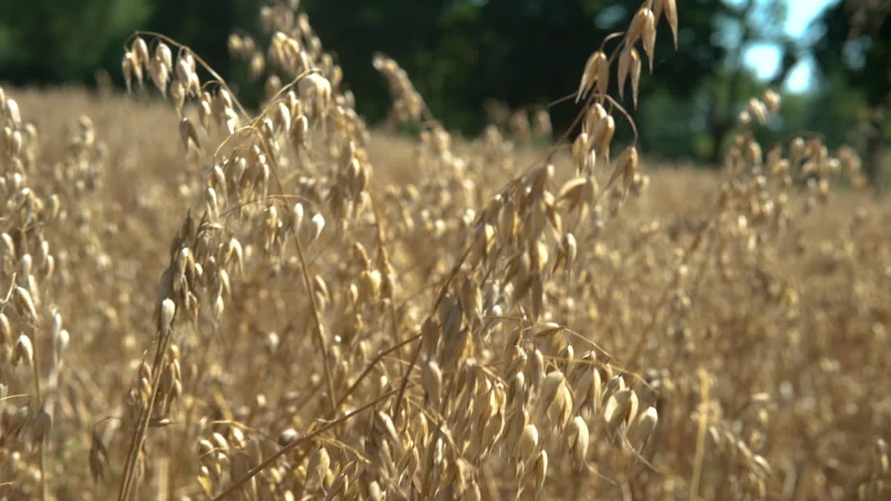 Close up motion shot of dry plants on field during hot summer day,climate change worldwide
