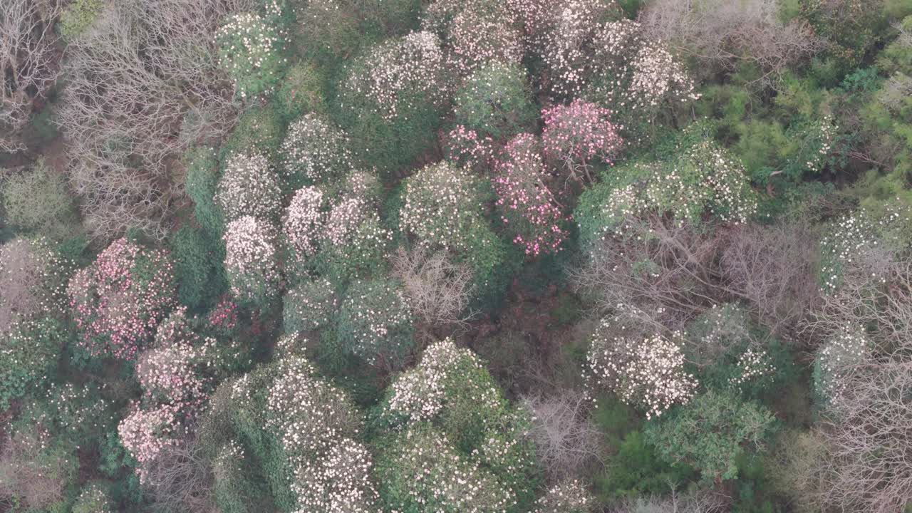 Rhododendron Laligurans in the jungle of Nepal.