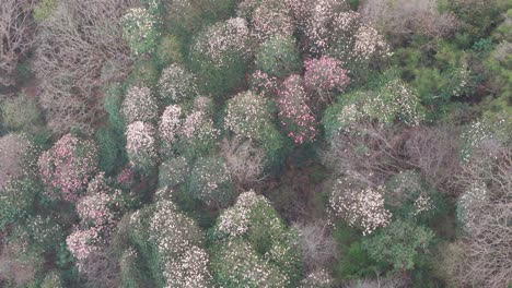 rhododendron laligurans in the jungle of nepal.