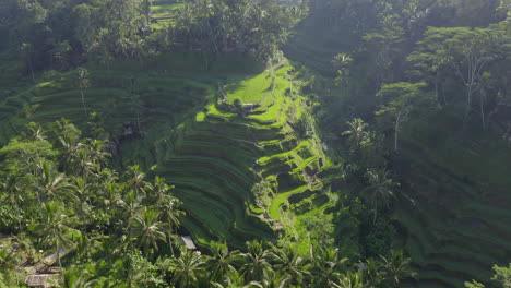 vue de drone sur les rizières vertes de bali, indonésie