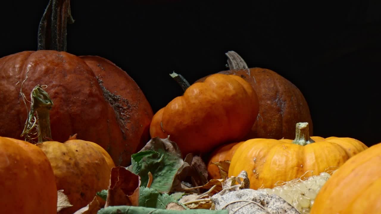 Pumpkins and leaves in a fall setting macro dolly. A peaceful autumn setting with orange pumpkins surrounded by fall leaves and dry corn, Pumpkin textures