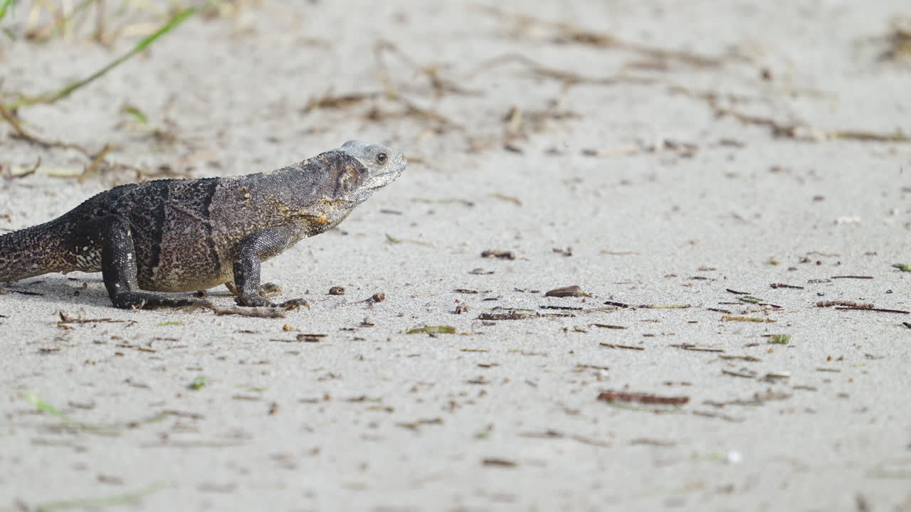 Iguana on Beach with Sand Fleas Jumping 4