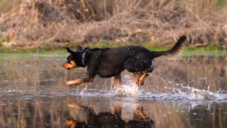 Perro-Kelpie-Negro-Y-Marrón-Vadeando-El-Agua-Hacia-Su-Juguete,-Salpicando-Agua