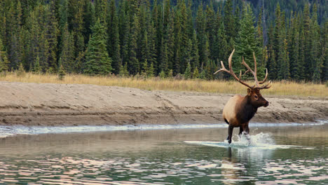 Bull-Roosevelt-Elk-In-Seichtem-Bach,-Dreht-Sich-Zur-Kamera,-Hörner