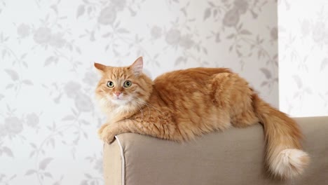 cute ginger cat lying on arm of sofa. fluffy pet starring in camera. cozy home background