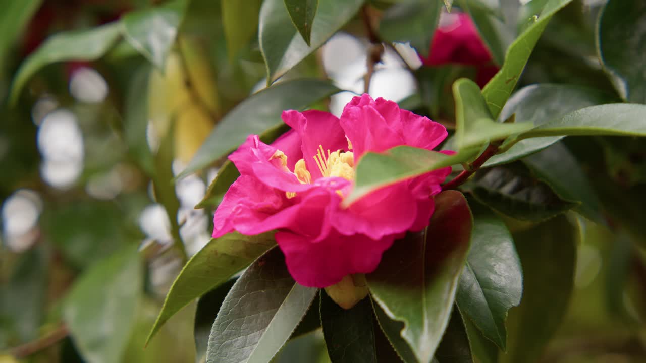A vibrant camellia in full bloom with soft petals and rich details. Captured in 4K slow motion, this shot showcases the elegance of nature and botanical beauty.
