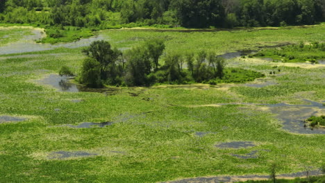 wetland with green algae, trempealeau national wildlife refuge in the usa - aerial shot