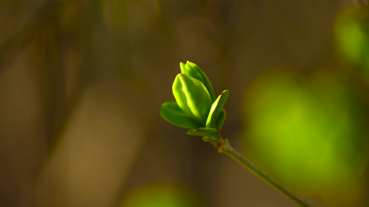 primavera pequeña primavera brotar cámara lenta