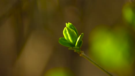 primavera pequeña primavera brotar cámara lenta