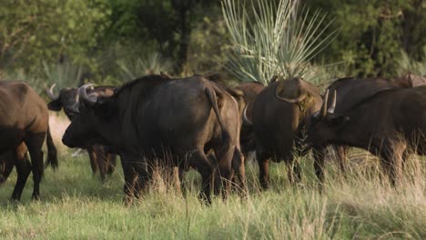 Una-Manada-De-Búfalos-Africanos-Camina