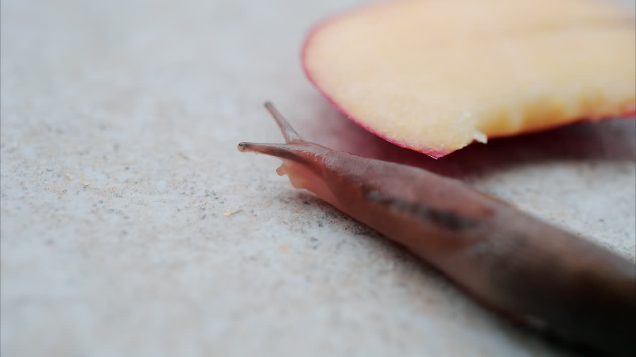 Close up of a slug moving on the ground eating a piece of apple