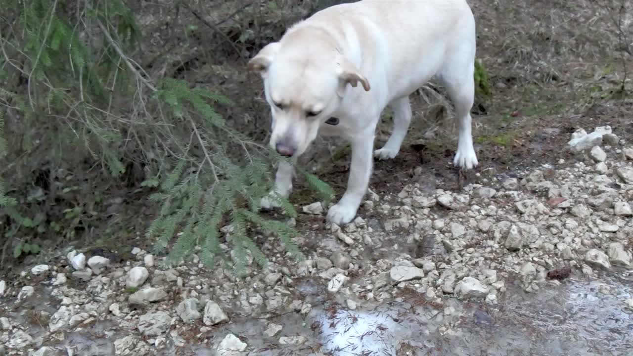 un perro olfateando las hojas de la planta