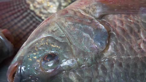 peces de tilapia vivos respirando en el mostrador en la calle del mercado de pescado asiático de tailandia para la venta