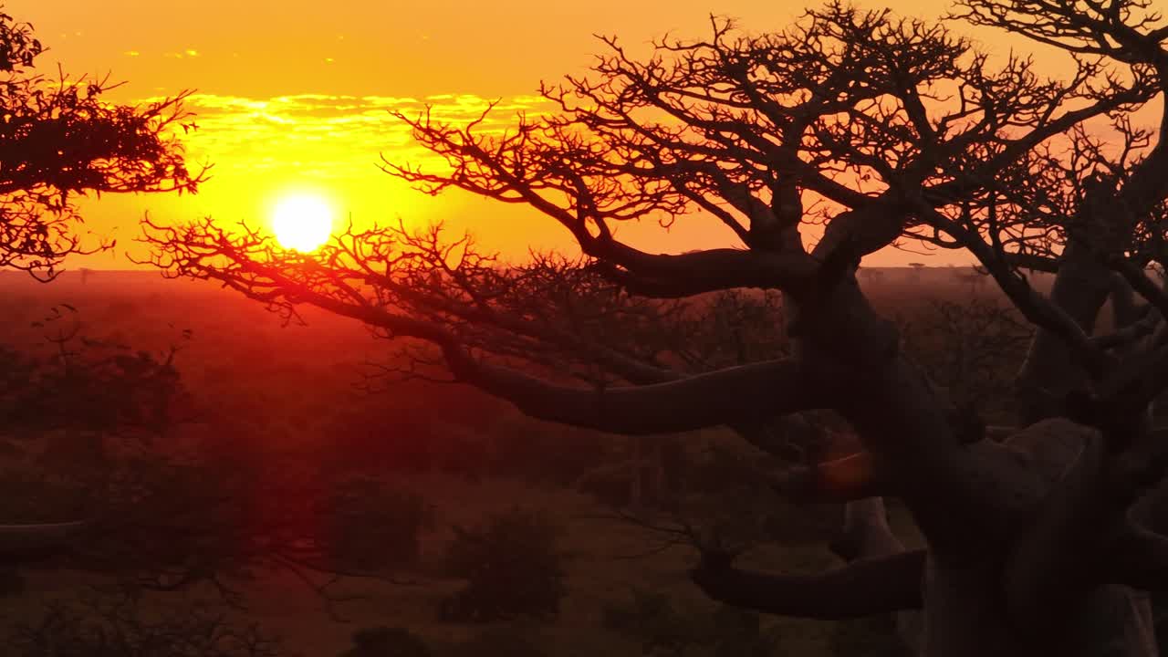 A magical aerial view of a baobab tree silhouetted against a glowing orange sunset sky in Madagascar’s iconic Avenue of the Baobabs.
