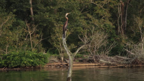 solitary oriental darter perched on a tree in a calm river, serene afternoon safari