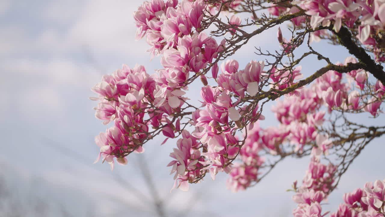 las flores de un árbol de magnolia en primavera