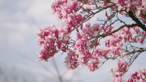 Flores-De-Un-árbol-De-Magnolia-En-Primavera.